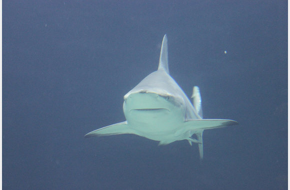 jaws