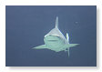jaws