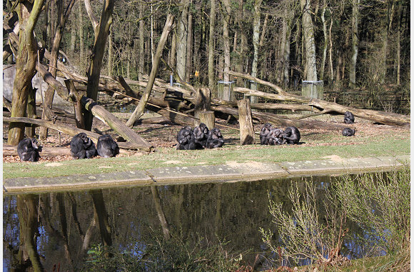 Chimpansees