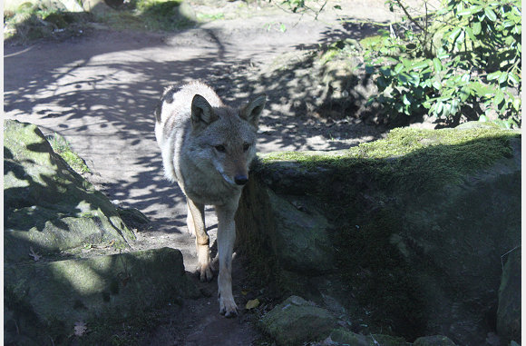 Een wolfje