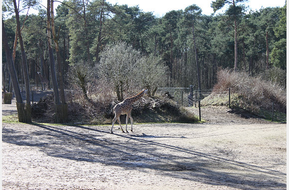 Giraffe