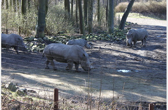 Groepje neushoorns