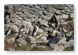 pinguins