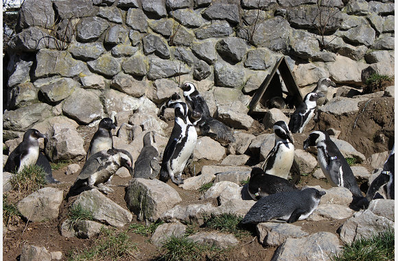 pinguins