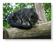 tis een binturong