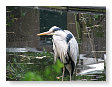 een reiger