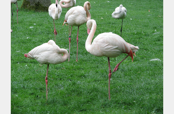 flamingo's