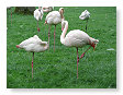 flamingo's