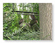 roofvogels