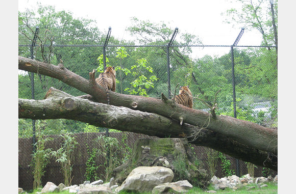 sumatraanse tijgers