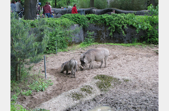 grazende zwijnen