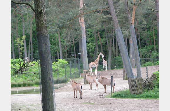 giraffen in de verte