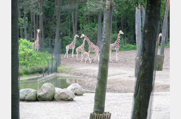 de hele familie