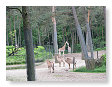 giraffen in de verte