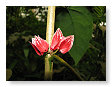 mooie planten