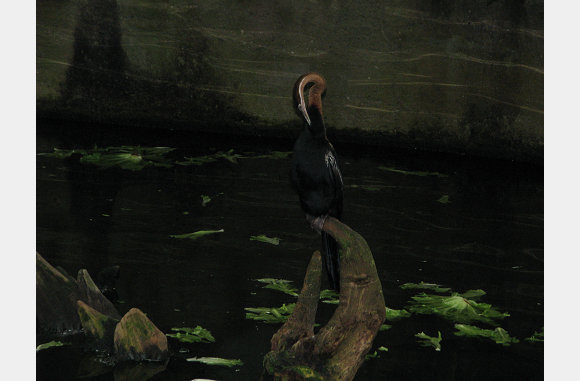 vogel