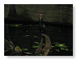 vogel