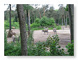 weer die safari