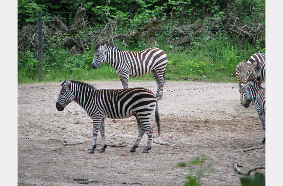 zebra's