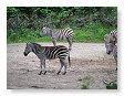 zebra's