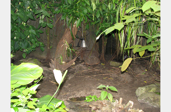 schildpadden