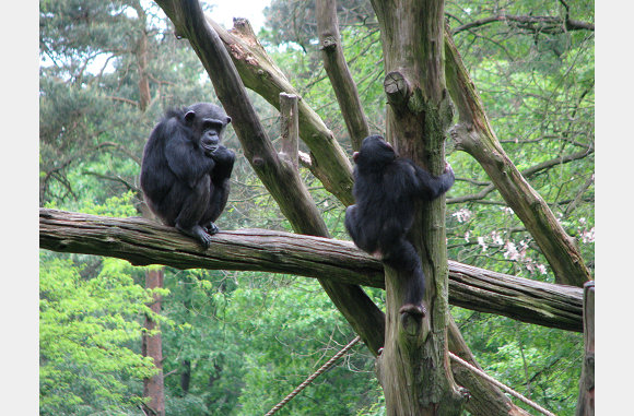 chimpansees