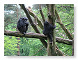 chimpansees