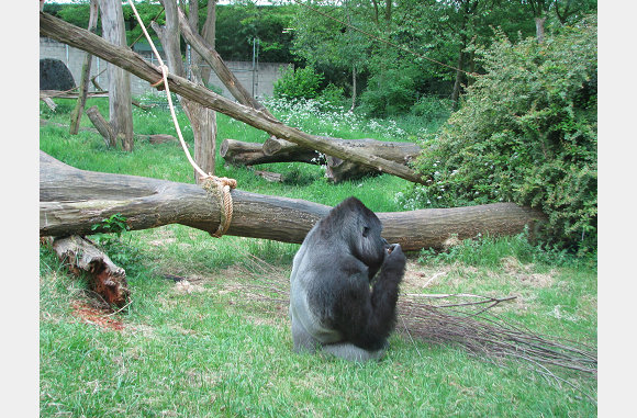 mannetje gorilla