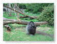 mannetje gorilla