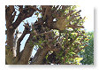 onze trompetboom