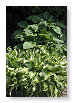 slakken planten