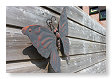 vlinders aan de schutting
