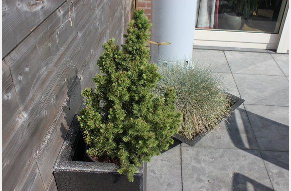 de "kerstboom" van 2011.