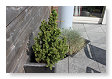 de "kerstboom" van 2011.