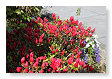 zo rood