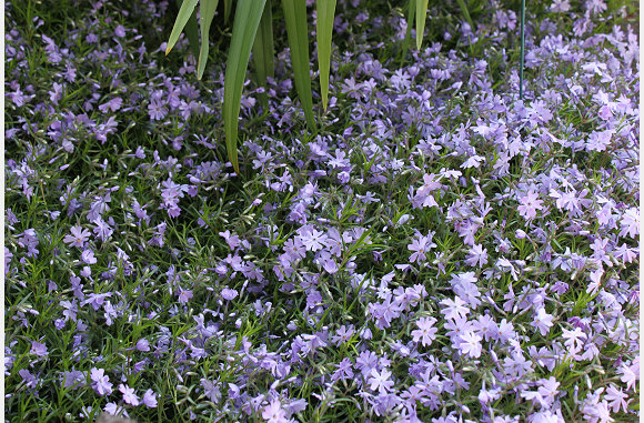 het is een bloemenpracht