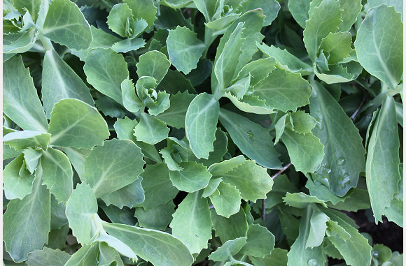 vetplant