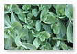 vetplant