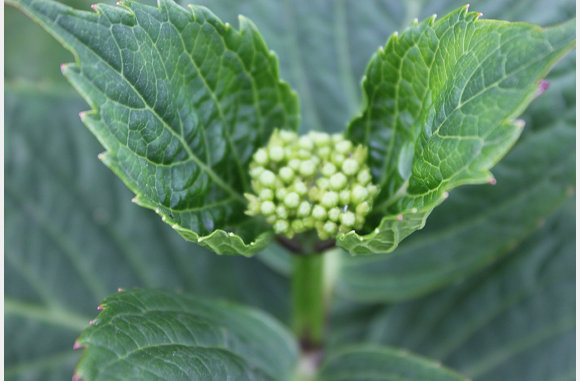 een hortensia in de knop