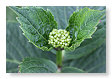 een hortensia in de knop