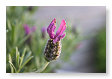 lavendel