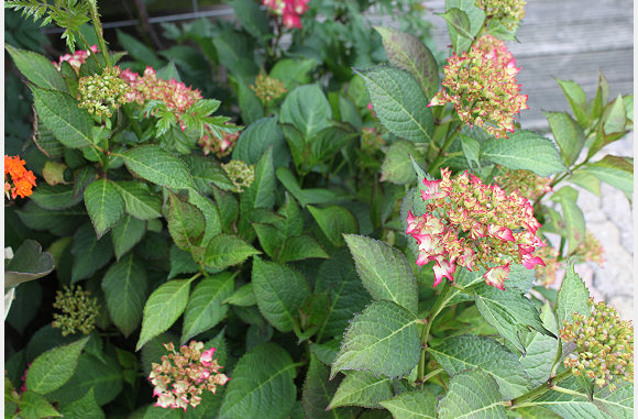 13 juli, de hortensia's beginnen te bloeien