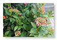 13 juli, de hortensia's beginnen te bloeien