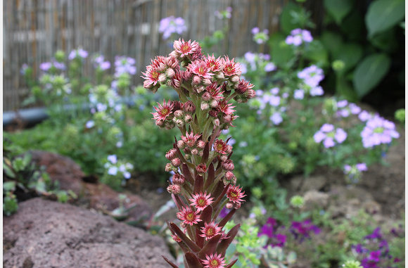 met hele aparte plantjes
