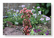 met hele aparte plantjes