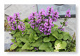paarse bloemen