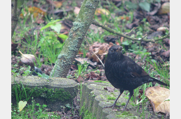 3 december 2009, vogels zoeken eten