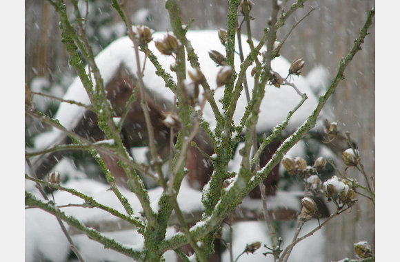 Geen vogeltjes in het huisje