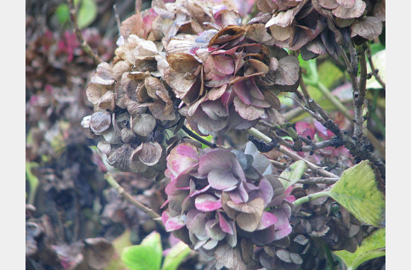 Hortensia's