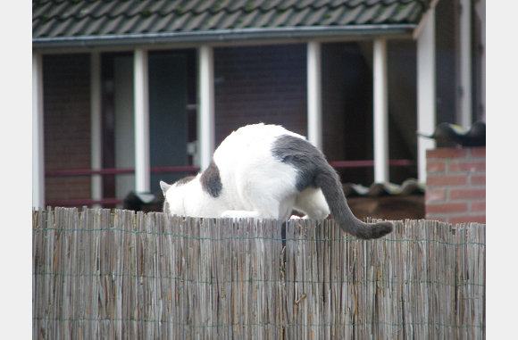 Pandora smeert hem uit de tuin